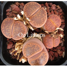 C002 - Seed